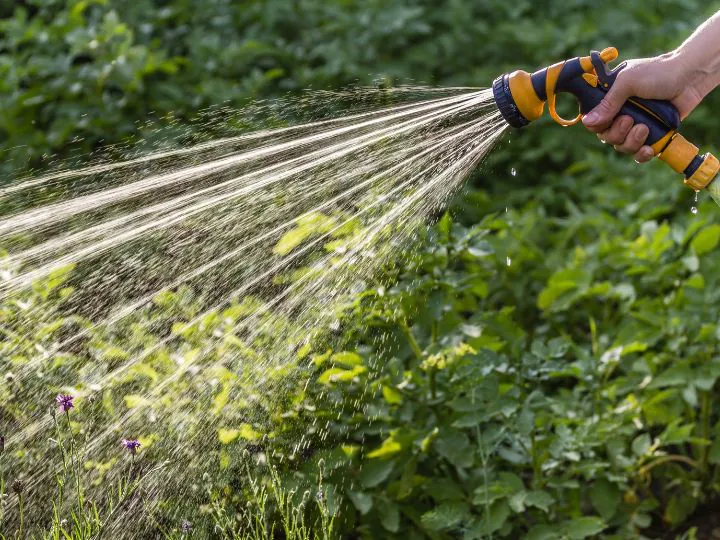 Watering